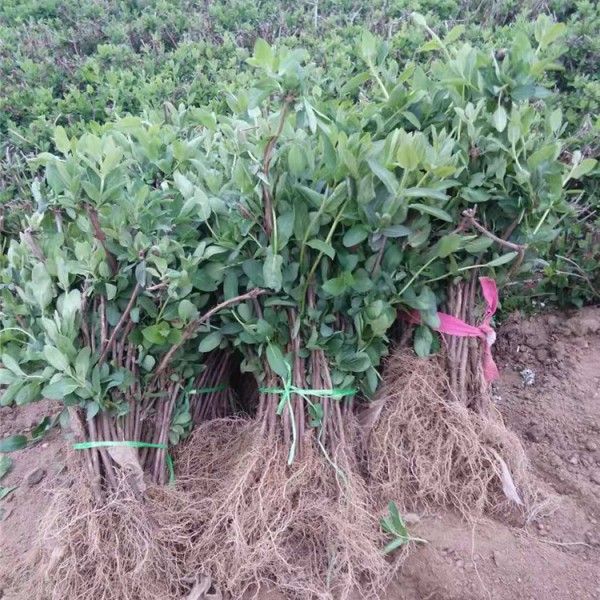 金银花小苗