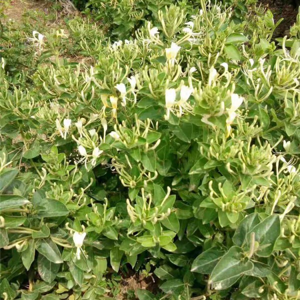 金银花