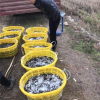 泥鳅回收中