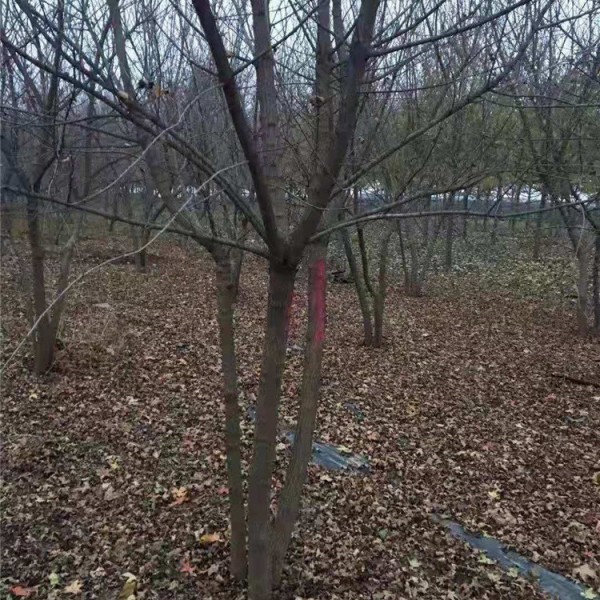 丛生五角枫