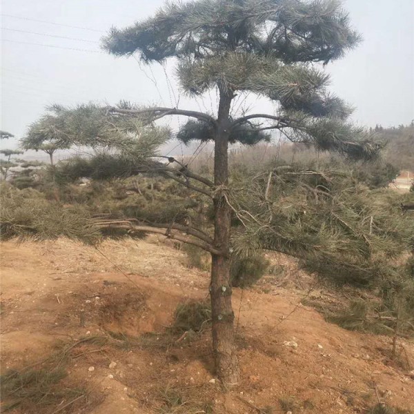 雪松