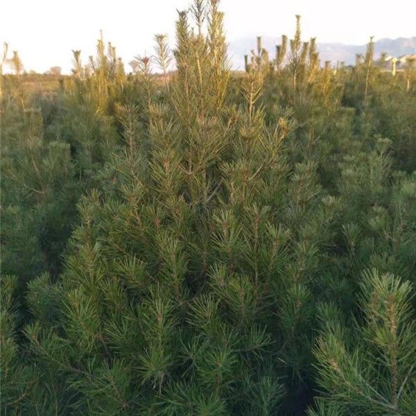 白皮松培育基地  规格齐全价格优惠