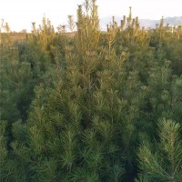 白皮松培育基地  规格齐全价格优惠