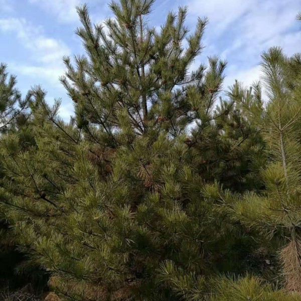 华山松