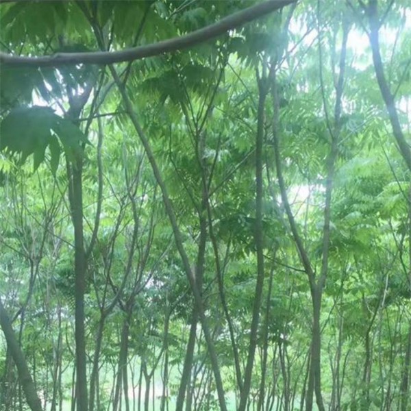 无患子