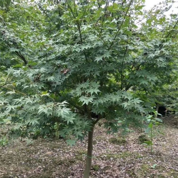 鸡爪槭