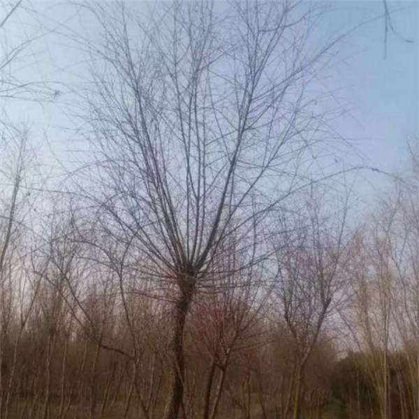 柳树