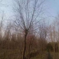 柳树
