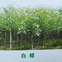 白腊苗