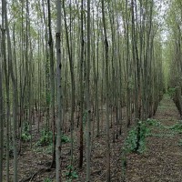 直柳苗