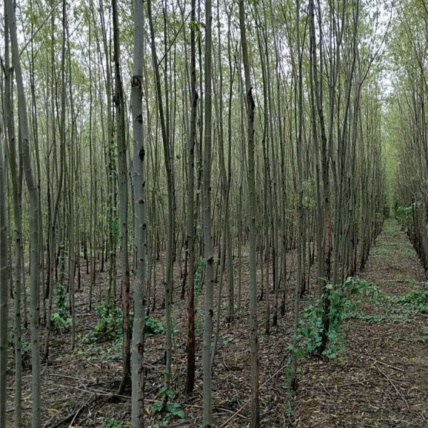 柳树苗培育基地   处理2-5公分柳树苗价格优惠