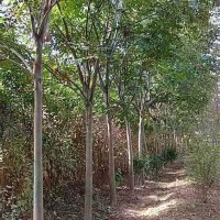 栾树