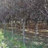 红叶李