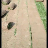 草皮