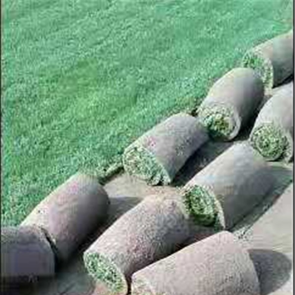 草皮