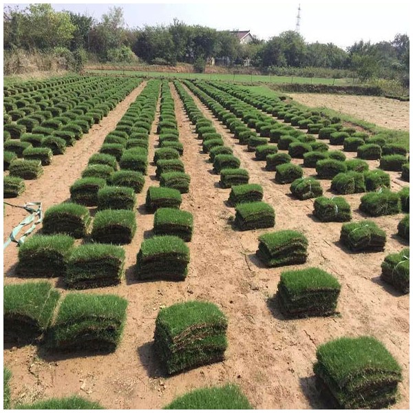 草皮供应基地 品种规格齐全