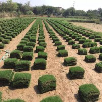 草皮供应基地 品种规格齐全