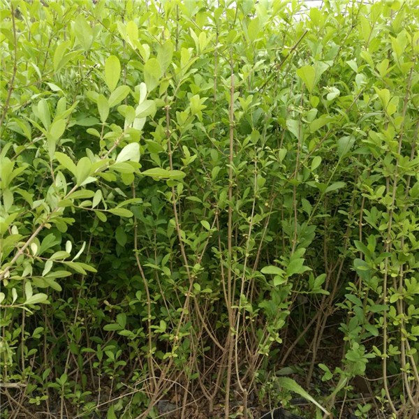 营养杯水蜡