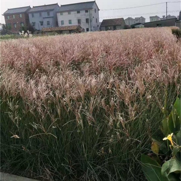 细叶芒