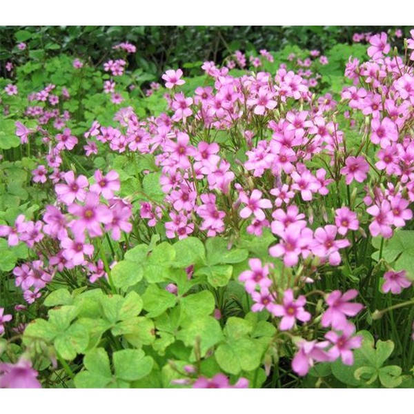 红花酢浆草