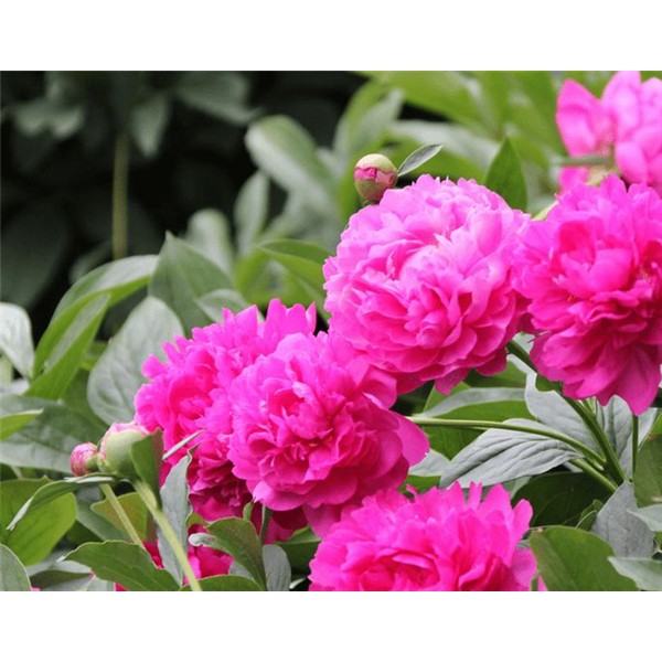 芍药