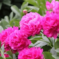 芍药