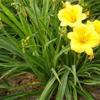 大花萱草花木基地 品质好价格低