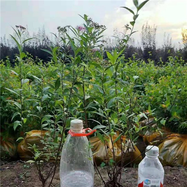 绣线菊