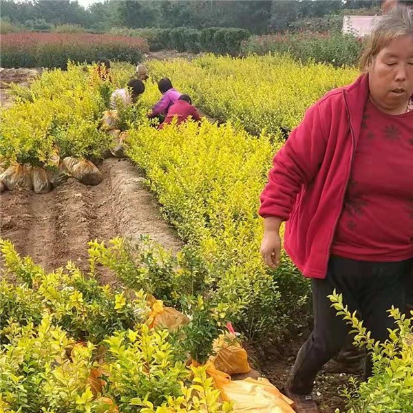金叶女贞小苗