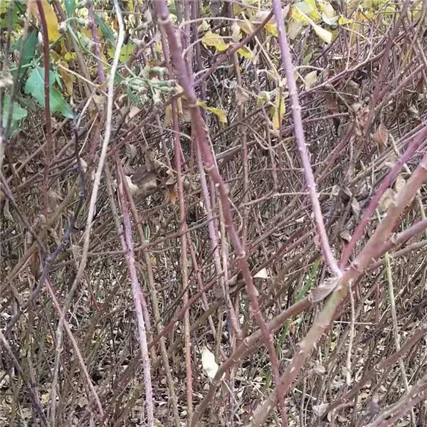 四季玫瑰（紫枝玫瑰）