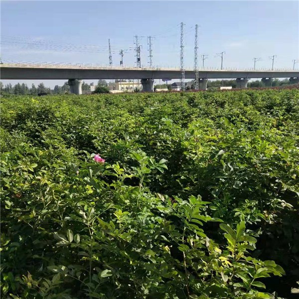 四季玫瑰批发基地 价格低规格全