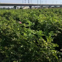 四季玫瑰批发基地 价格低规格全