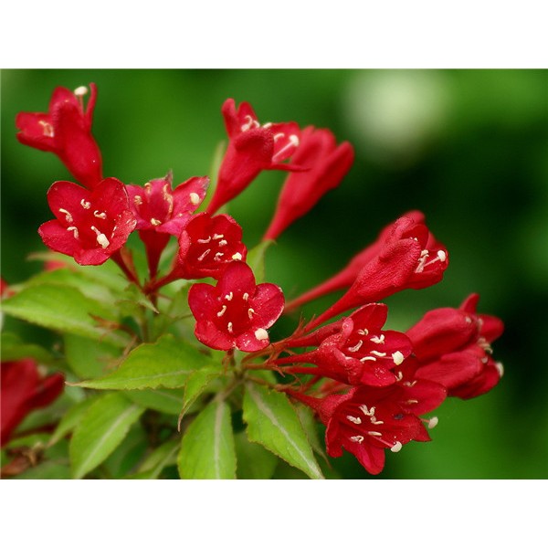 锦带花