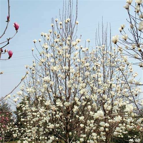 白玉兰