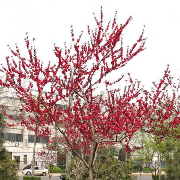 梅花