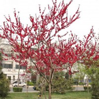 梅花