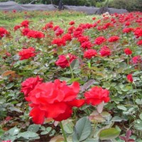 月季花