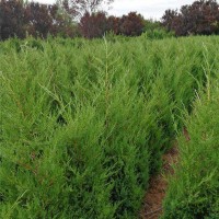 月季、塔柏苗培育基地 价格低质量优