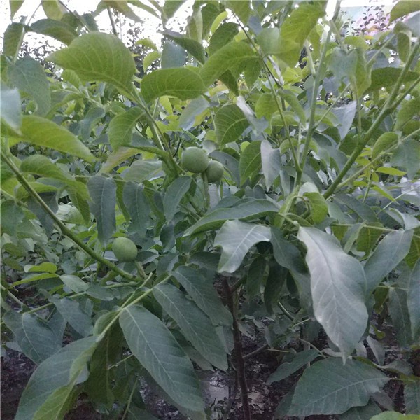 核桃苗