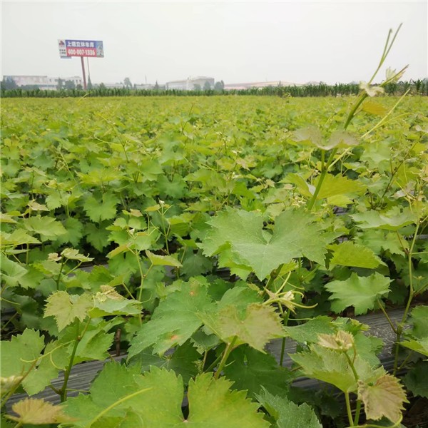 葡萄苗基地