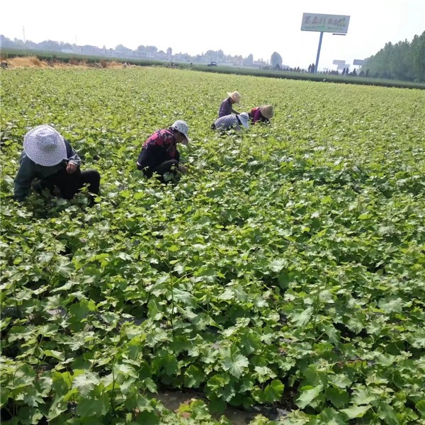 葡萄苗基地