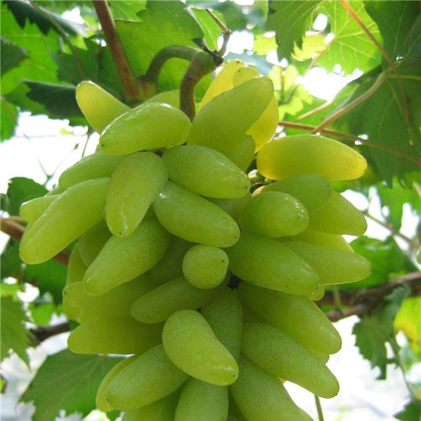 金手指