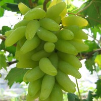 金手指