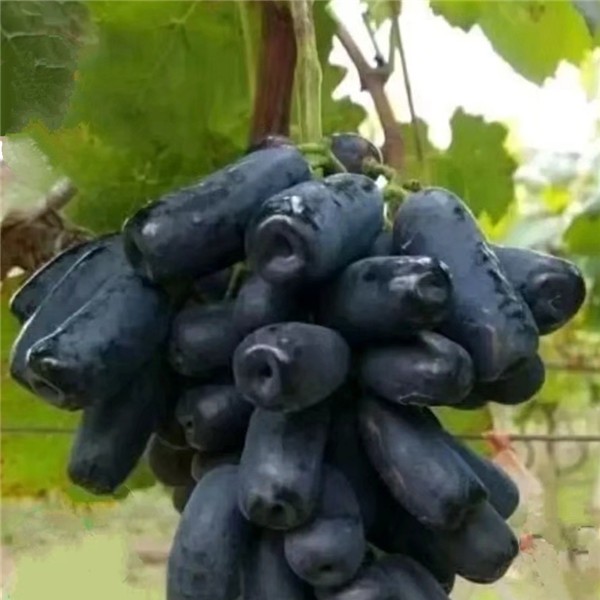 甜蜜蓝宝石