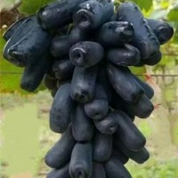 甜蜜蓝宝石