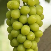 阳光玫瑰