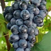 黑色甜菜