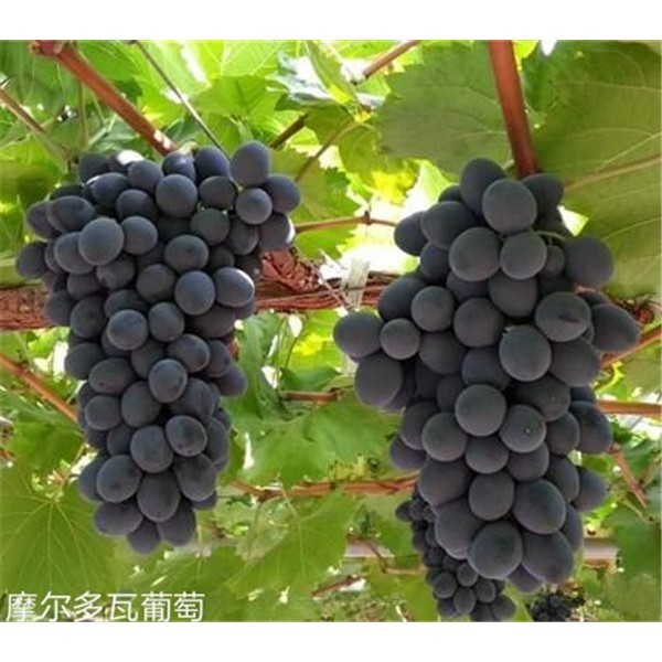 摩尔瓦多