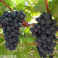 摩尔瓦多