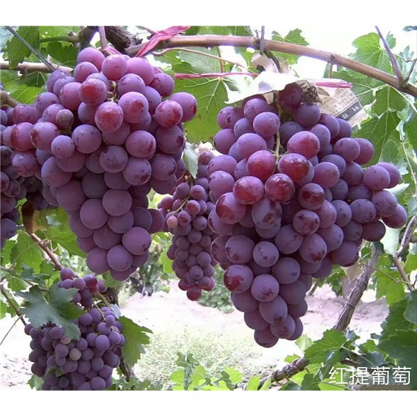 红提